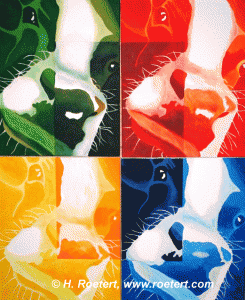 4koeien
